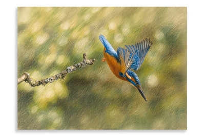 Diving For Lunch- Artistic